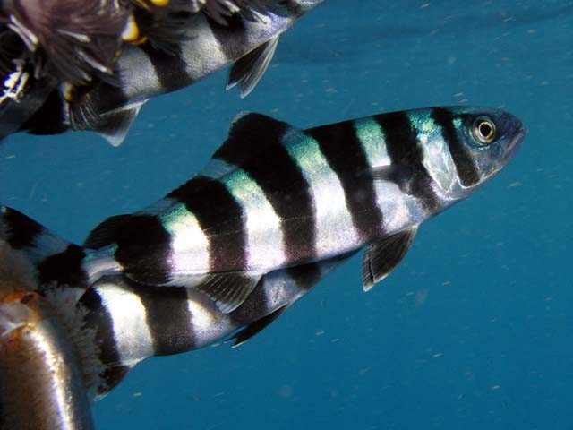 Naucrates ductor (Pesce pilota)